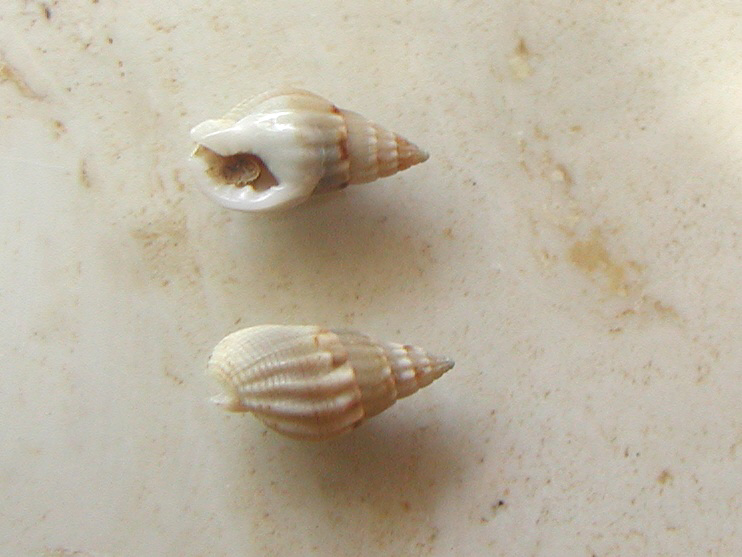 Nassariidae nel Mediterraneo